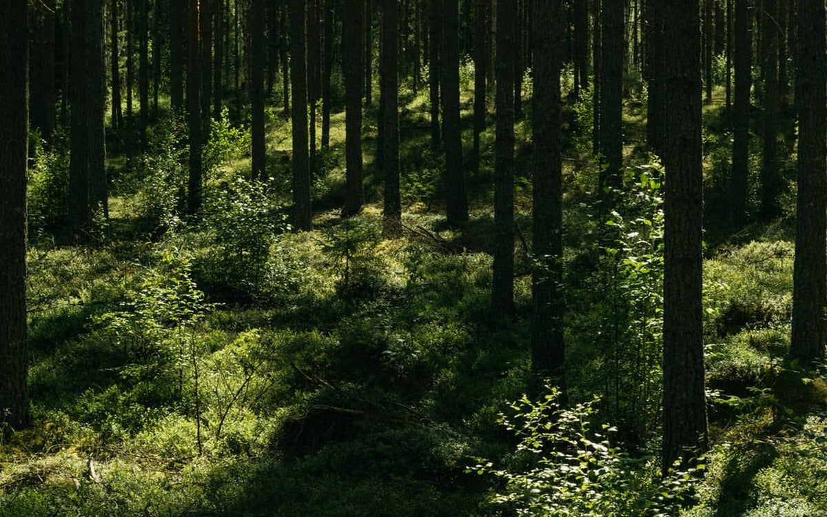Kiefernwald mit Sonnenlicht auf dem Waldboden